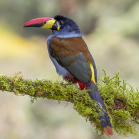 Gray-breasted Mountain-Toucan